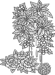  Poinsettia Flower Isolated Adults Coloring