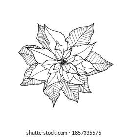 The Poinsettia Flower. Line Drawing. Black And White Illustration. Vector.