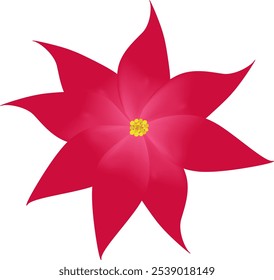 Poinsettia flower on isolated background as a Christmas decoration