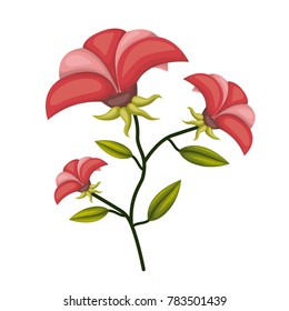 poinsettia flower plant in white background