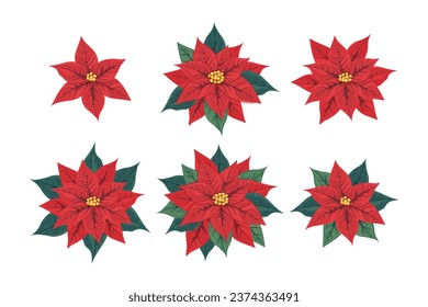 Poinsettia flower set. Various inflorescences of pulcherrima with red and green leaves. Symbol of Christmas and New Year. Vector illustration.