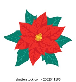 Poinsettia flower, symbol of Christmas and New Year
