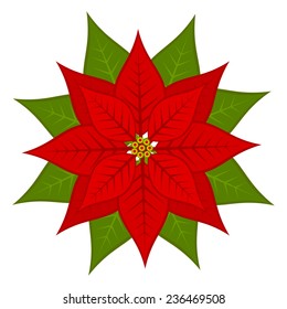 Poinsettia Flower, Symbol Of Christmas. Vector Illustration