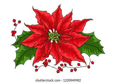 Poinsettia flower. Vector hand drawn illustration of a traditional Christmas flower. Christmas star flower isolated on white background top view.