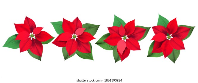 Poinsettia Flowers. Christmas floral elements. Vector