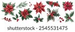 Poinsettia flowers and holly leaves with berries vector illustrations. Poinsettias with vibrant red petals and green centers. Holly leaves rich green, red berries  clusters. Christmas decoration plant