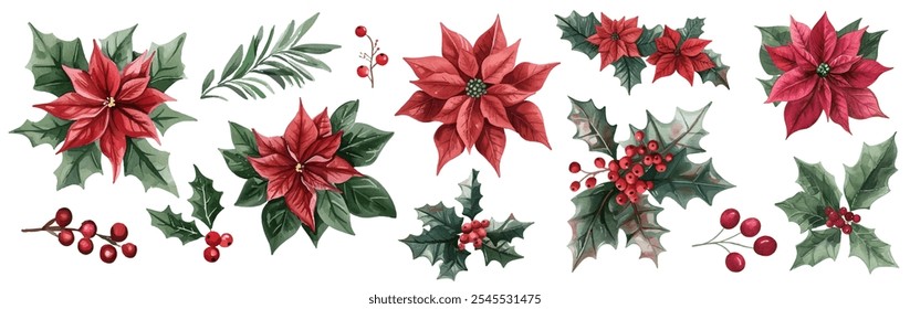 Flores de Poinsettia e folhas de azevinho com ilustrações de vetor de bagas. Poinsettias com pétalas vermelhas vibrantes e centros verdes. As folhas de azevinho verde rico, bagas vermelhas agrupam. Fábrica de decoração de Natal