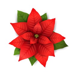 Poinsettia Blumen Einzeln Symbol Für Weihnachten Oder Neujahr Grußkartendesign. Vektorrealistische Poinsettipflanze Mit Sternblume Und Blatt Für Die Winterurlaubsdekoration Xmas