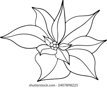 Poinsettia flowers, Winter star flower. Botanical line art element. ink graphic. Hand painted outline illustration for Christmas or New Year greeting card design, holiday decoration, wedding