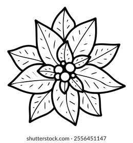 Poinsettia hand drawn doodle. Flower bud Christmas star. Holiday plant. Leaves and berries. Event celebration. Winter nature. Floral decoration. Vector line art botanical illustration.