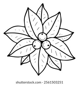 Poinsettia hand drawn doodle. Flower bud Christmas star. Holiday plant. Leaves and berries. Event celebration. Winter nature. Floral decoration. Vector line art botanical illustration.