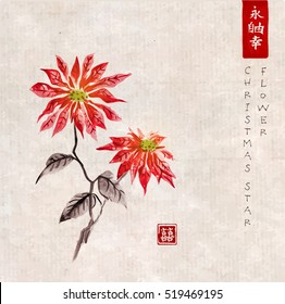 Poinsettia hand drawn with ink on vintage background. Christmas star flower. Traditional oriental ink painting sumi-e, u-sin, go-hua.Contains hieroglyphs - eternity, freedom, happiness, double luck