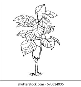 Poinsettia. Hand drawn isolated black and white vector illustration in vintage style