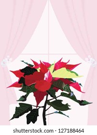 Poinsettia On The Pink Curtains Background