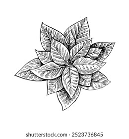 Poinsettia plant isolated on white background. Ink illustration in retro engraving style.