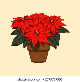 Poinsettia Plant in pot Christmas star Red and green leaves of winter plant Traditional symbol of Christmas and New year Noche Buena flower Vector illustration Euphorbia pulcherrima invitation cards