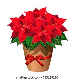 Poinsettia plant in pot with red bow (christmas star, Euphorbia pulcherrima). Vector illustration isolated on white background for Christmas interior design.