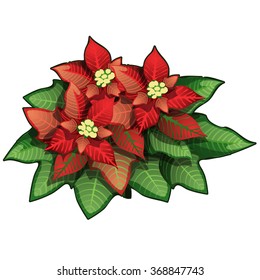 The poinsettia plant. Vector.