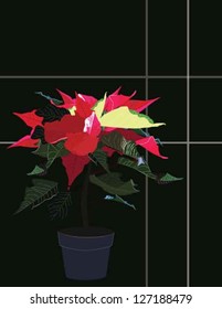 Poinsettia In A Pot With Black Background