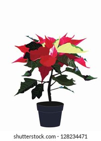 Poinsettia In A Pot With White Background