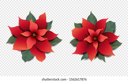 Poinsettia Set Isolated Transparent Background With Gradient Mesh, Vector Illustration