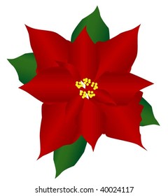 poinsettia vector
