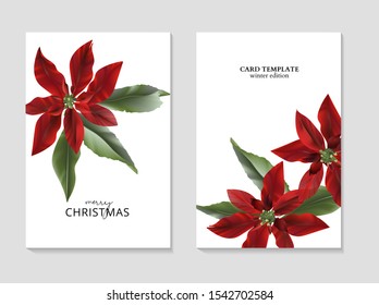 Poinsettia winter flower with green leaves, Xmas decoration art. Hand-drawn vector illustration for festive Christmas holdays design, decorative ornament.