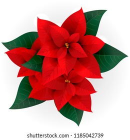 poinsettias for Christmas isolated on white background. Vector