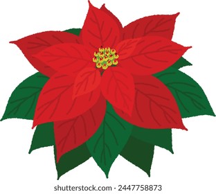 Poinsettias, whose upper stems turn colorful, have long been popular as Christmas flowers.