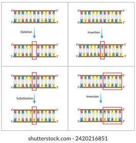 Point mutation, error during DNA replication. Deletion, Insertion, Inversion, Substitution Scientific design, Vector illustration.