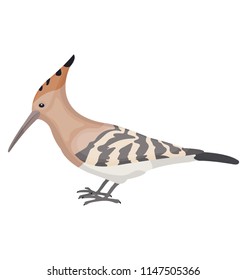 
Pointed beak with striped body, hoopoe 
