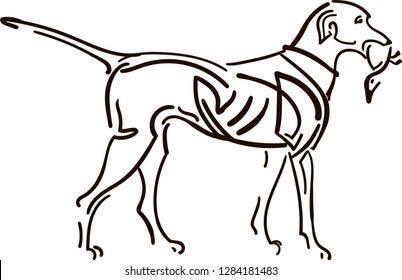 Pointer dog with a bird