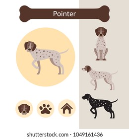 Pointer Dog Breed Infographic, 
Illustration, Front and Side View, Icon