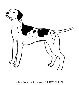 Pointer dog isolated on white background. Hand drawn dog breed vector sketch.