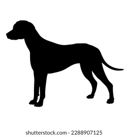 Pointer Dog silhouette. Pet. Animal. Vector isolated. Dog breed