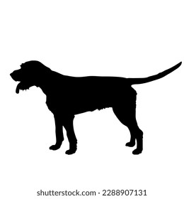 Pointer Dog. Silhouette Pet. Animal. Vector isolated. Dog breed
