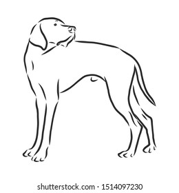 552 Pointer Dog Sketch Images, Stock Photos & Vectors | Shutterstock