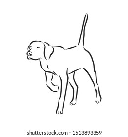 Pointer dog sketch, hunting dog, contour vector illustration 