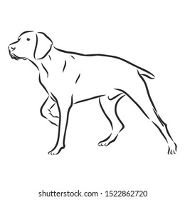 Pointer Hunting Dog Sketch, Contour Vector Illustration 