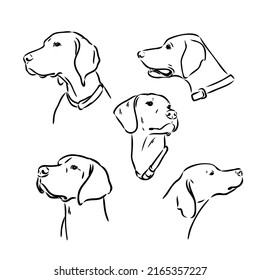 Pointer hunting dog sketch, contour vector illustration