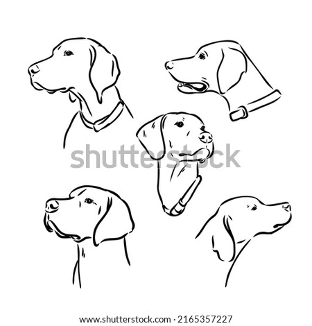 Pointer hunting dog sketch, contour vector illustration