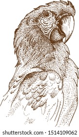 Pointillism Drawing Vektor Of Macaw