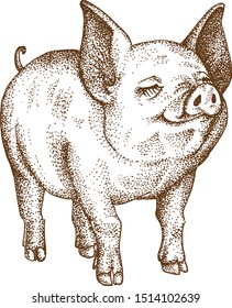 Pointillism Drawing Vektor of Pig