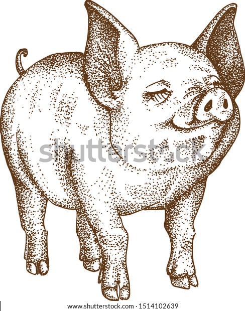 Pointillism Drawing Vektor of\
Pig