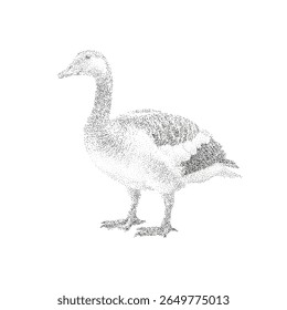 Pointillism Illustration of a Goose Bird Vector Art