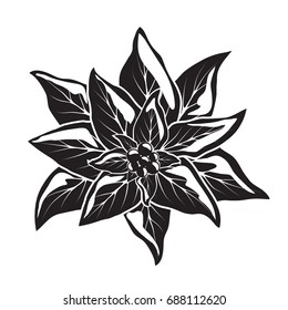 Pointsettia flower with berries. Vector hand drawn illustration