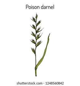 Poison darnel or cockle (Lolium temulentum), medicinal plant. Hand drawn botanical vector illustration