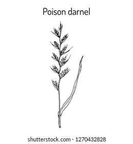 Poison darnel or cockle (Lolium temulentum), medicinal plant. Hand drawn botanical vector illustration