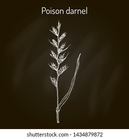 Poison darnel or cockle (Lolium temulentum), medicinal plant. Hand drawn botanical vector illustration