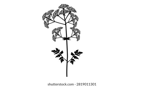 Poison hemlock, black isolated vector silhouette